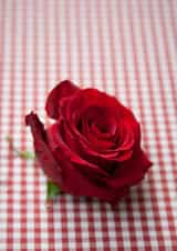 rose roses Valentines Day Card 22005 created by Image Source