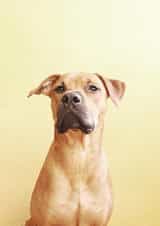 dog love Card 22130 created by Adrià Jiménez