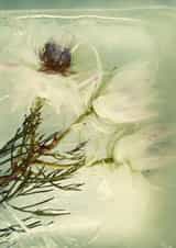 Beauty frozen in time 3 - photo - classic - birthday - anniversary created by Chantal Pronk