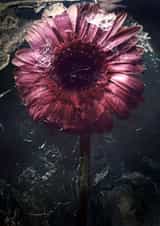 Red flower frozen in time - dark & moody - for a friend or someone you love created by Chantal Pronk