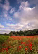 poppies poppy Thinking of you Card 1067 created by Damian Ward