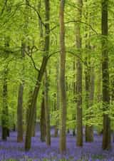 Damian Ward Dockey Wood Card 22371 created by Damian Ward