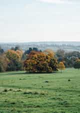 tree landscape Card 23028 created by George Bale