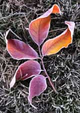 leaf leaves Card 22427 created by Robert Englebright