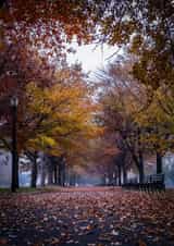 Fall trees Card 22428 created by Robert Englebright