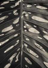 leaf palm Card 22429 created by Robert Englebright