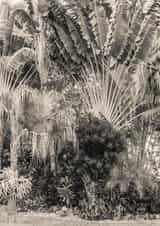 tropical leaf Card 22430 created by Robert Englebright