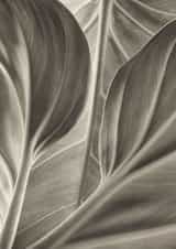 leaf leaves Card 22431 created by Robert Englebright