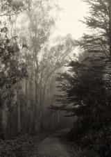 park trees Card 22432 created by Robert Englebright