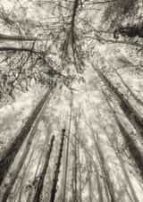 forest trees Card 22433 created by Robert Englebright