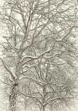 Winter tree Card 22434 created by Robert Englebright