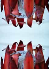 Protea Flower anniversary card for mothers or friends created by Chantal Pronk