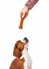 Dog Pet Card 23343 created by Tom Paxton