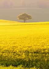 Photographic field Photography Card 1344 created by Roger Voller