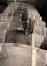 Photography cat Photography Card 23393 created by Craig Easton