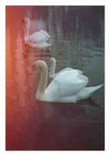 swan swans Card 23348 created by Jonathan Hyde