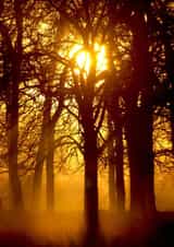 sunrise trees Thinking of you Card 1570 created by Andrew Forsyth