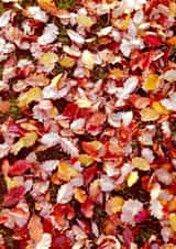 leaves leaf Photography Card 24177 created by Tiana S