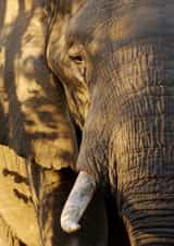 elephant wildlife Photography Card 1571 created by Andrew Forsyth