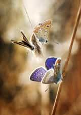 butterfly nature Photography Card 1330 created by Blomme Sebastien