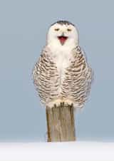 owl owls Card 24509 created by Andy Rouse