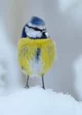 christmas cute Photography Card 24510 created by Andy Rouse