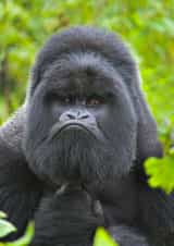 birthday grumpy Card 24511 created by Andy Rouse