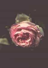 rose flower Card 22995 created by Liane Brookes