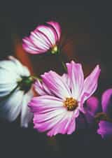 flowers floral Mothers Day Card 22996 created by Liane Brookes