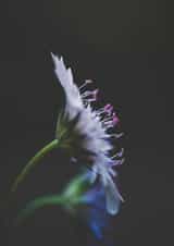 flowers floral Sympathy Card 1208 created by Liane Brookes