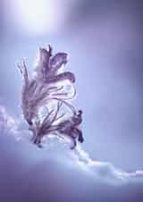 snow winter Photography Card 1304 created by Alina Shevelina