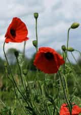 Poppies poppy Photography Card 2216 created by Alan Freeman