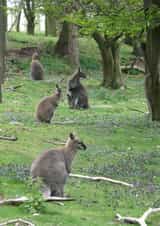 Wallabies Woods Card 25010 created by Alan Freeman