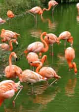 Pink Flamingoes Card 25011 created by Alan Freeman