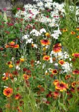 Garden Countryside Card 25013 created by Alan Freeman