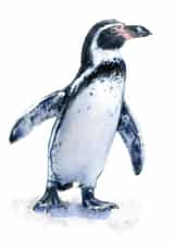 Humboldt Penguin Card 22627 created by Tim Pond