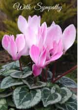 With WithSympathy Card 25982 created by Caroline Davies