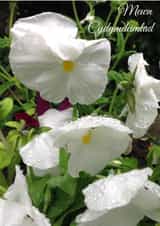 Mewn Cydymdeimlad Card 25985 created by Caroline Davies