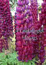 Penblwydd PenblwyddHapus Card 25986 created by Caroline Davies