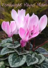 Penblwydd PenblwyddHapus Card 25989 created by Caroline Davies