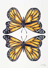 butterfly MALE Card 26227 created by Cat Coquillette