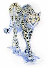 cheetah nature Card 1113 created by Tim Pond