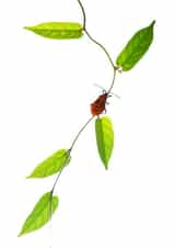 nature wildlife Photography Card 22328 created by Raviprakash SS