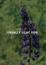 flowers lilac Card 29283 created by Luke Shepherd