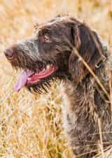 dog photo Photography Card 1875 created by Matt Limb OBE