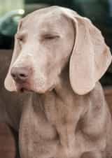 dog photograph Card 24582 created by Matt Limb OBE