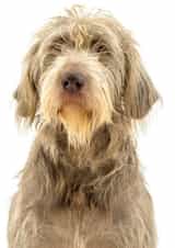 dog slovakian Card 24586 created by Matt Limb OBE