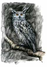 owl nature Card 1114 created by Tim Pond