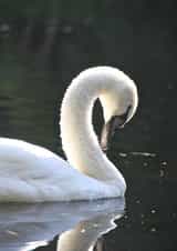 swan nature Just because Card 29522 created by Sheila Adam