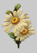 daisy birthday Card 29428 created by Bronwyn Slater